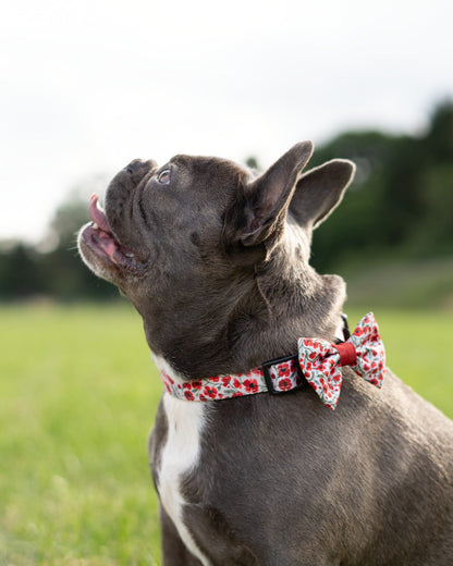 Collar - Painted Poppies