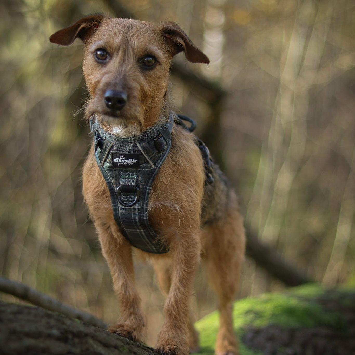 Hike & Go™ Harness - LUXE Hunter Green Plaid