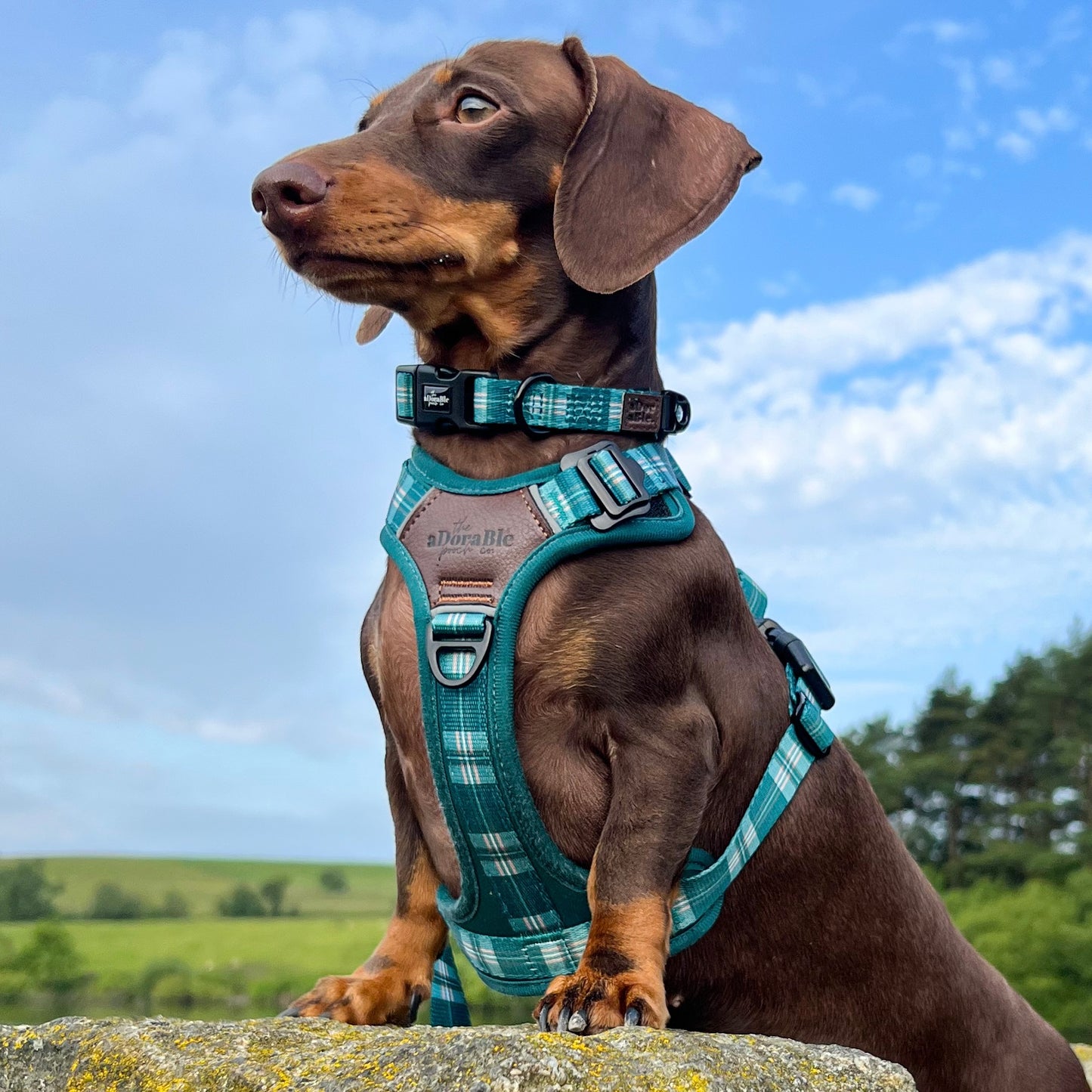 Heritage Collar - Pheasant Green