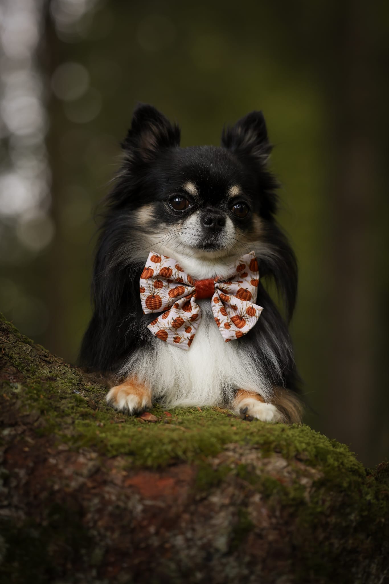 Dog Sailor Bow Tie - Pumpkin Farm