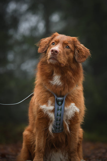 Streamline Pro™ Dog Harness - Daydream Heights