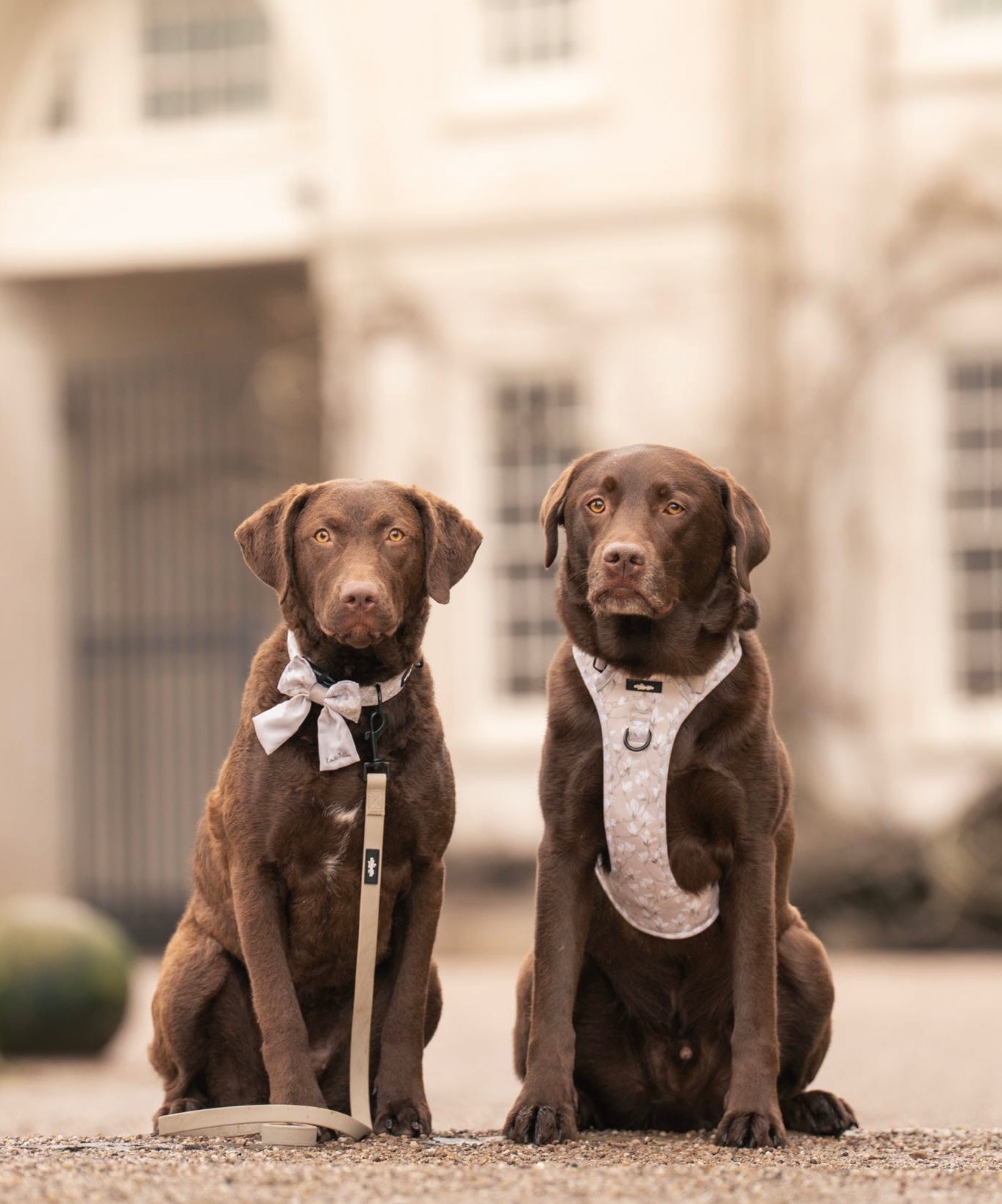 Laura Ashley Dog Harness - Magnolia Grove