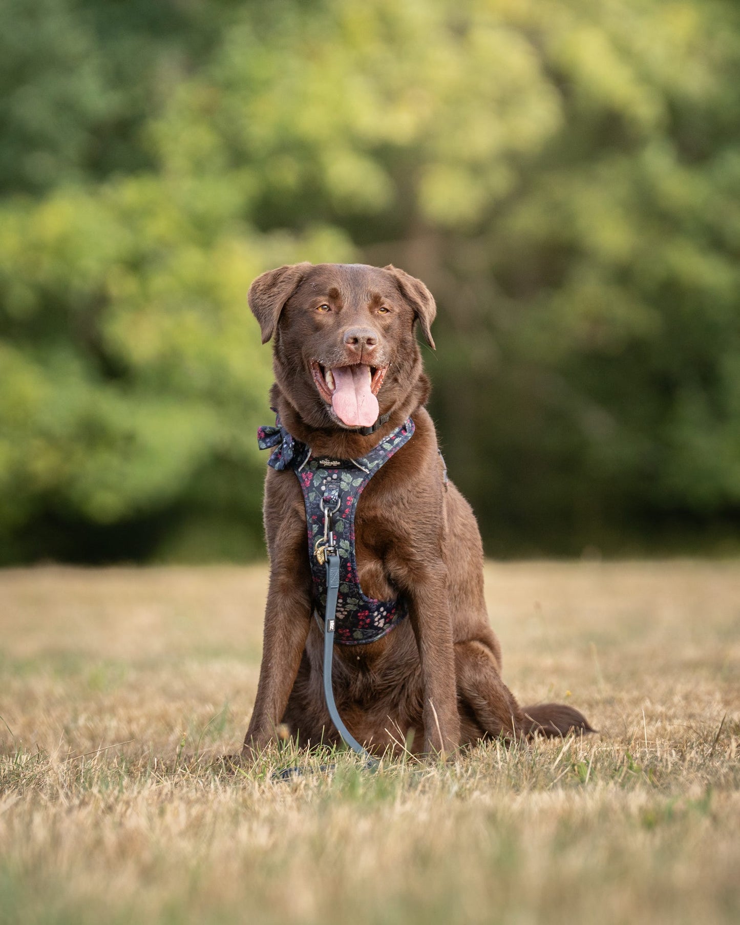 HydroFlex™ Waterproof Dog Lead - Navy