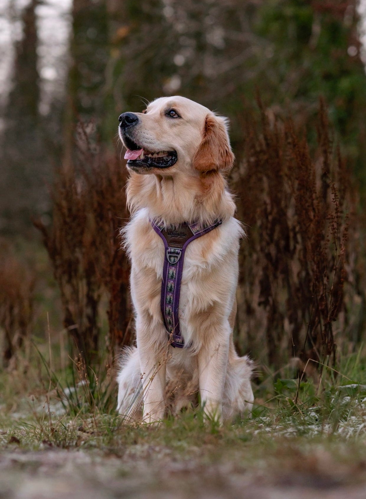 Streamline Pro™ Dog Harness - Moonlit Pines