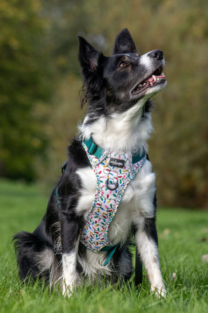 Hike & Go Lite™ Harness - Festive Lights