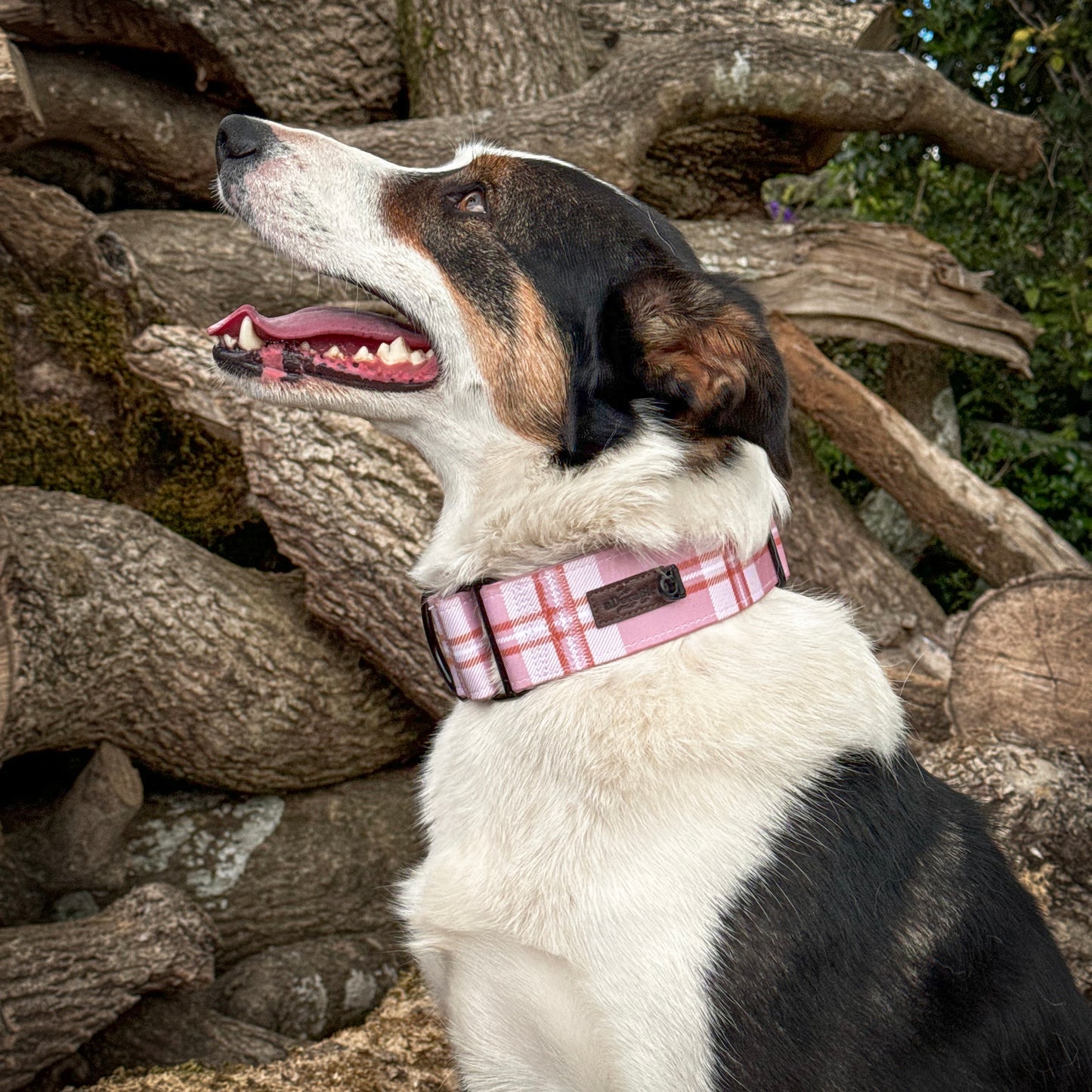 Heritage Martingale Collar - Strawberry Cottage