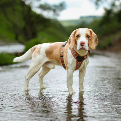 Streamline Pro™ Dog Harness - Heritage Collection - Butterscotch Biscuit