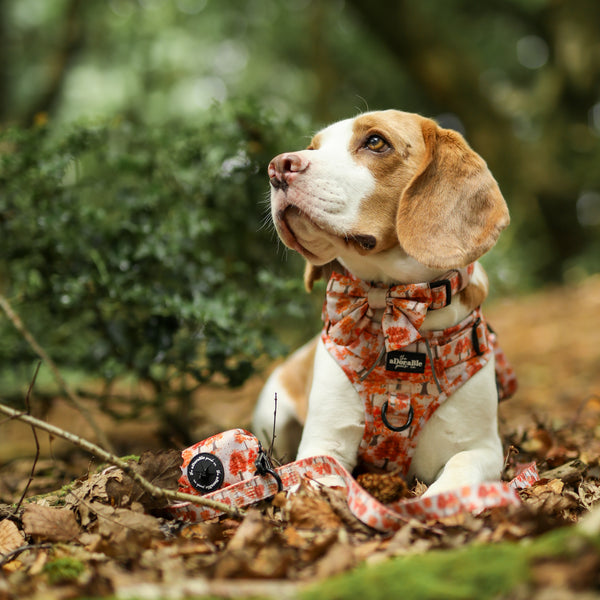 Hike & Go Lite™ Harness - Autumn Orchard