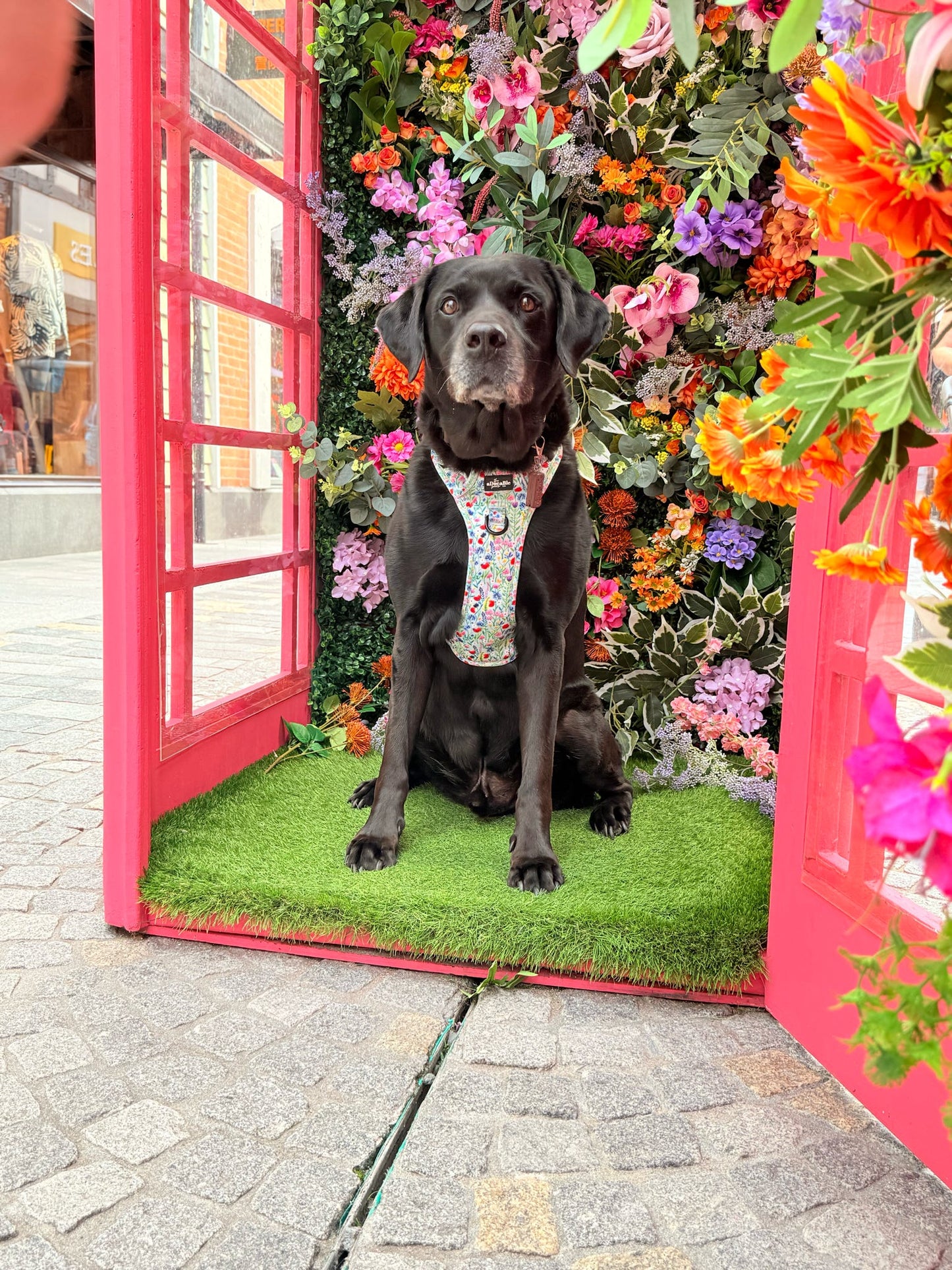 Hike & Go Lite™ Harness - Wildflower Meadow