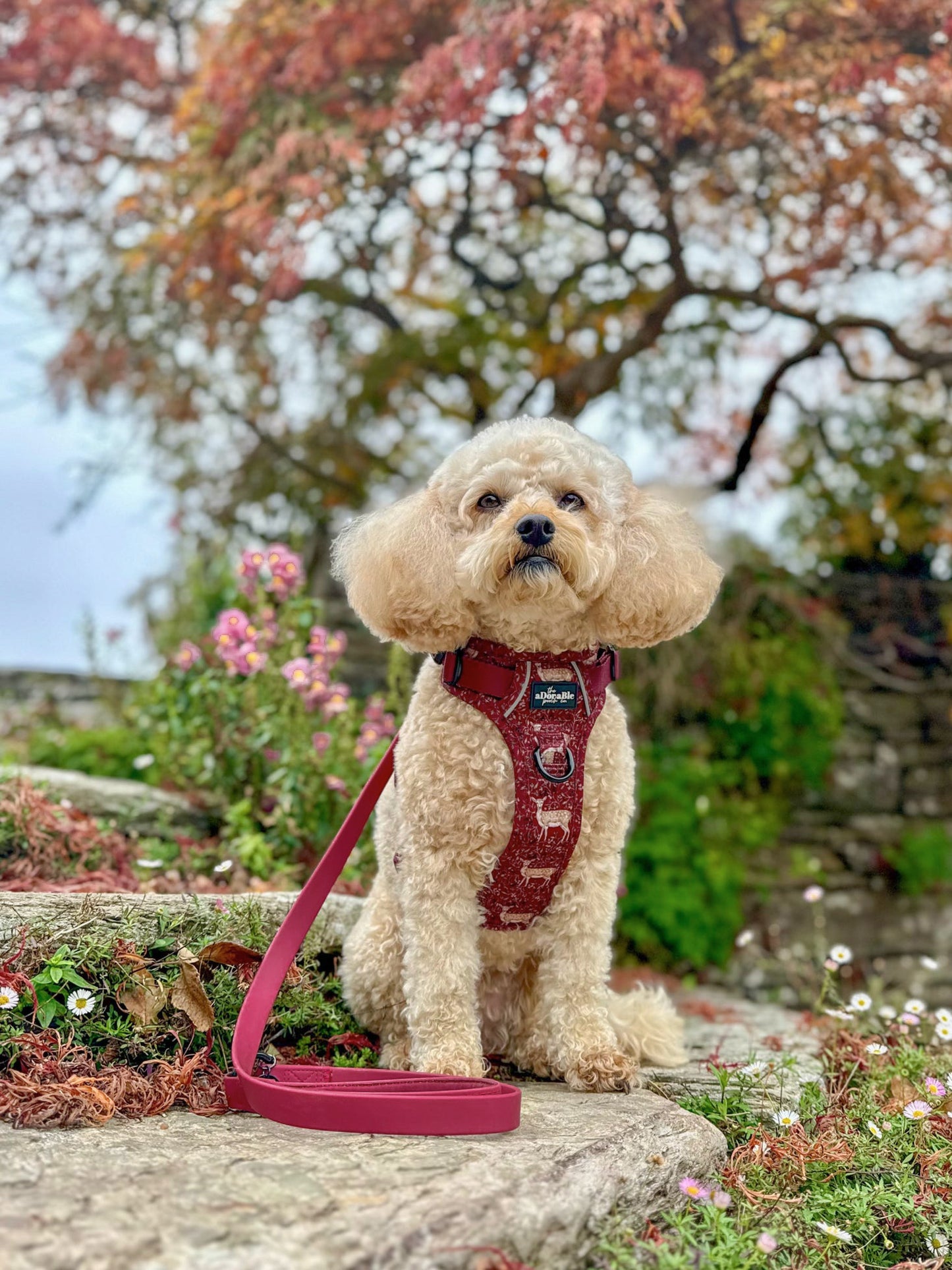 Hike & Go Lite™ Harness - Winter Fawn