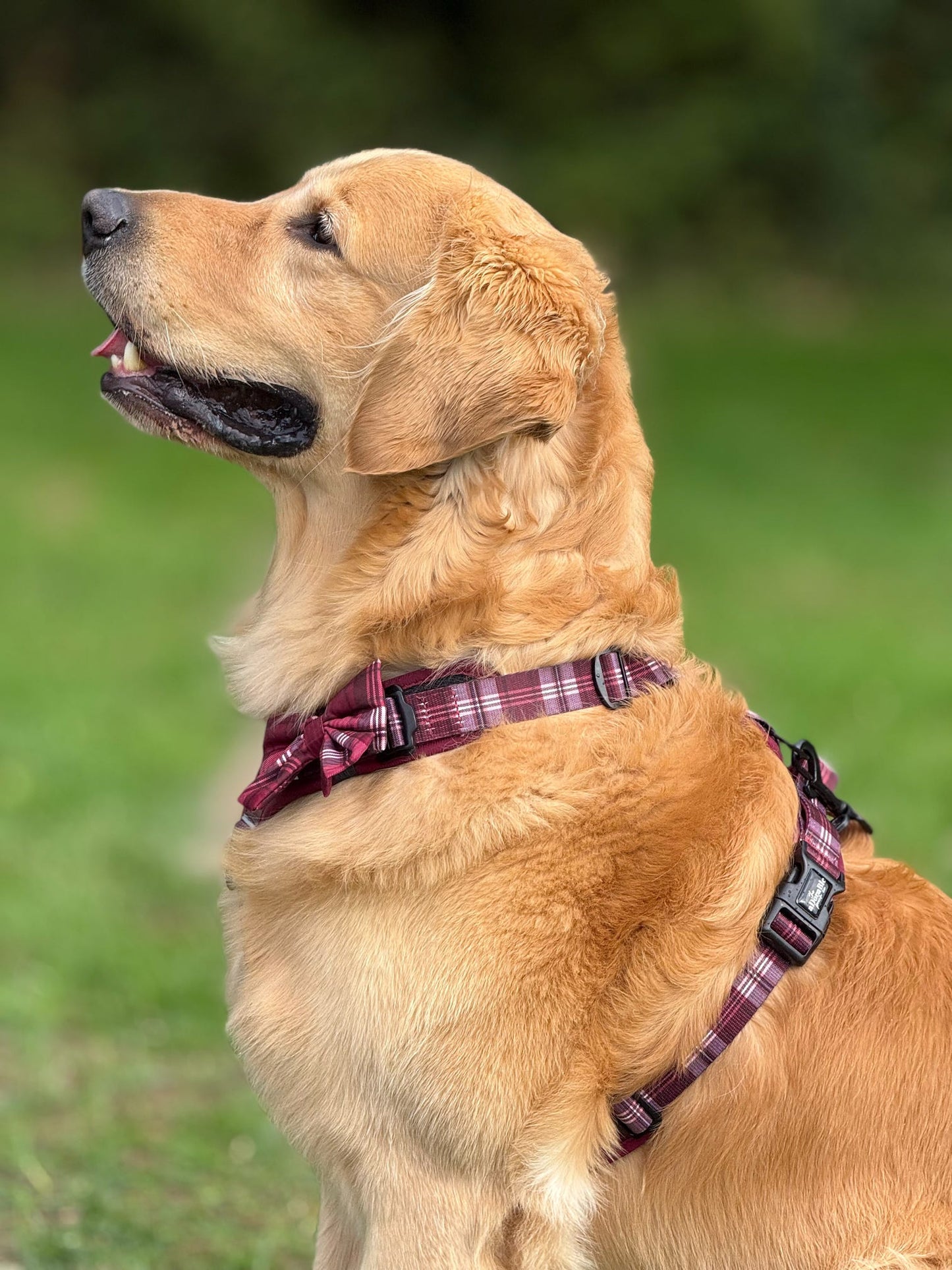 Streamline Pro™ Dog Harness - Heritage Collection - Merlot Manor