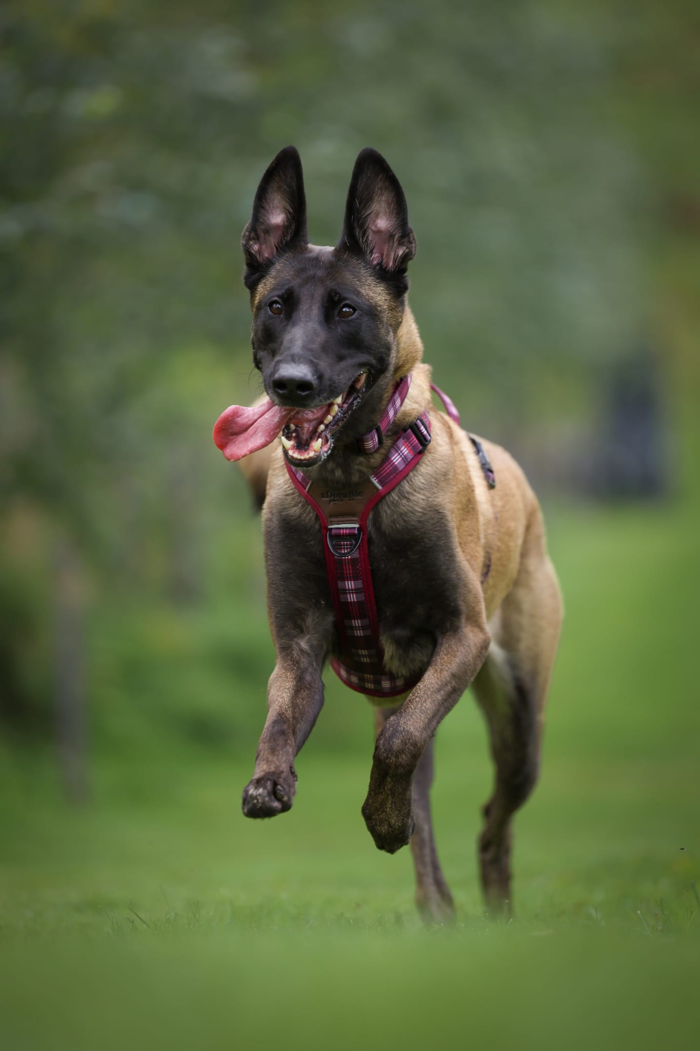 Streamline Pro™ Dog Harness - Heritage Collection - Merlot Manor