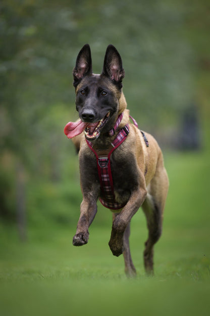 Streamline Pro™ Dog Harness - Heritage Collection - Merlot Manor