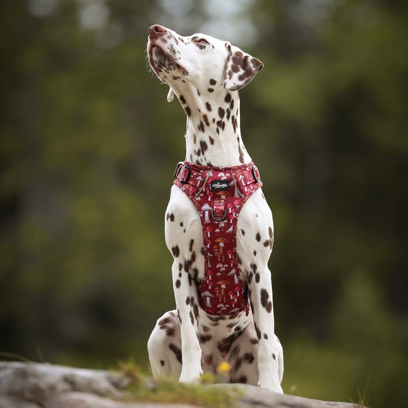 Hike & Go Lite™ Harness - Mulberry Mushrooms