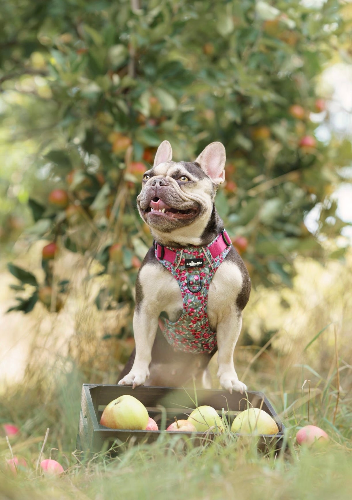 Hike & Go™ Harness - Crab Apple Cottage