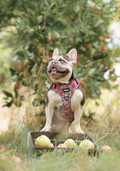 Hike & Go™ Harness - Crab Apple Cottage