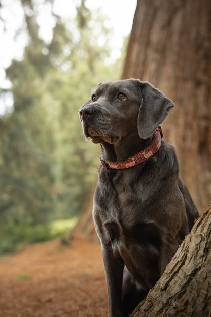 Collar - Winter Fawn