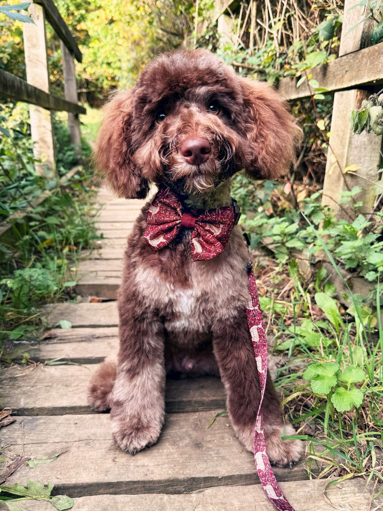 Sailor Bow Tie - Winter Fawn