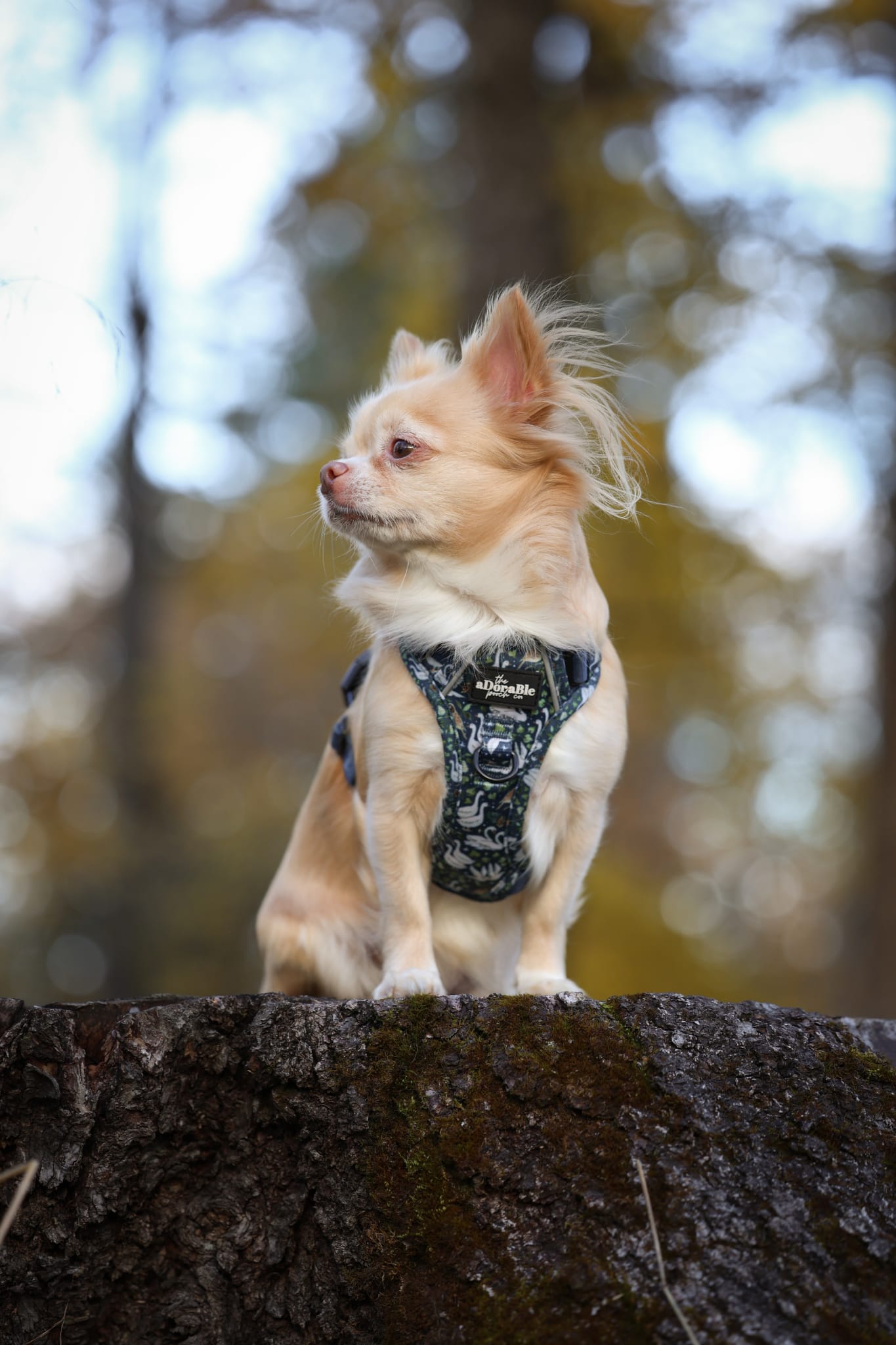 Hike & Go Lite™ Harness - Twelve Days