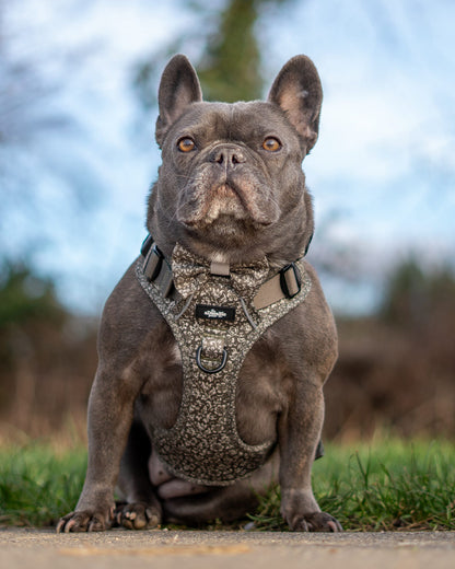 Laura Ashley Dog Dickie Bow Tie - Sweet Alyssum
