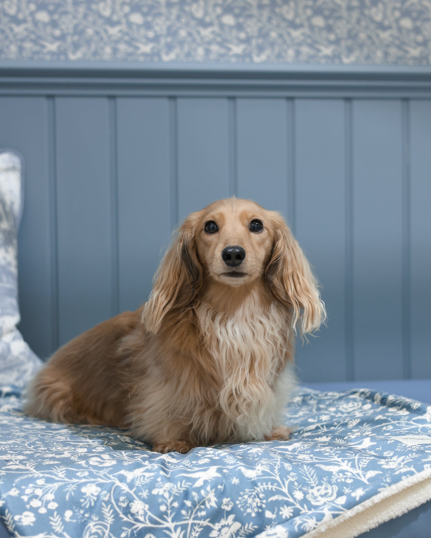 Laura Ashley Dog & Puppy Bed Blanket - Shepherd's Purse