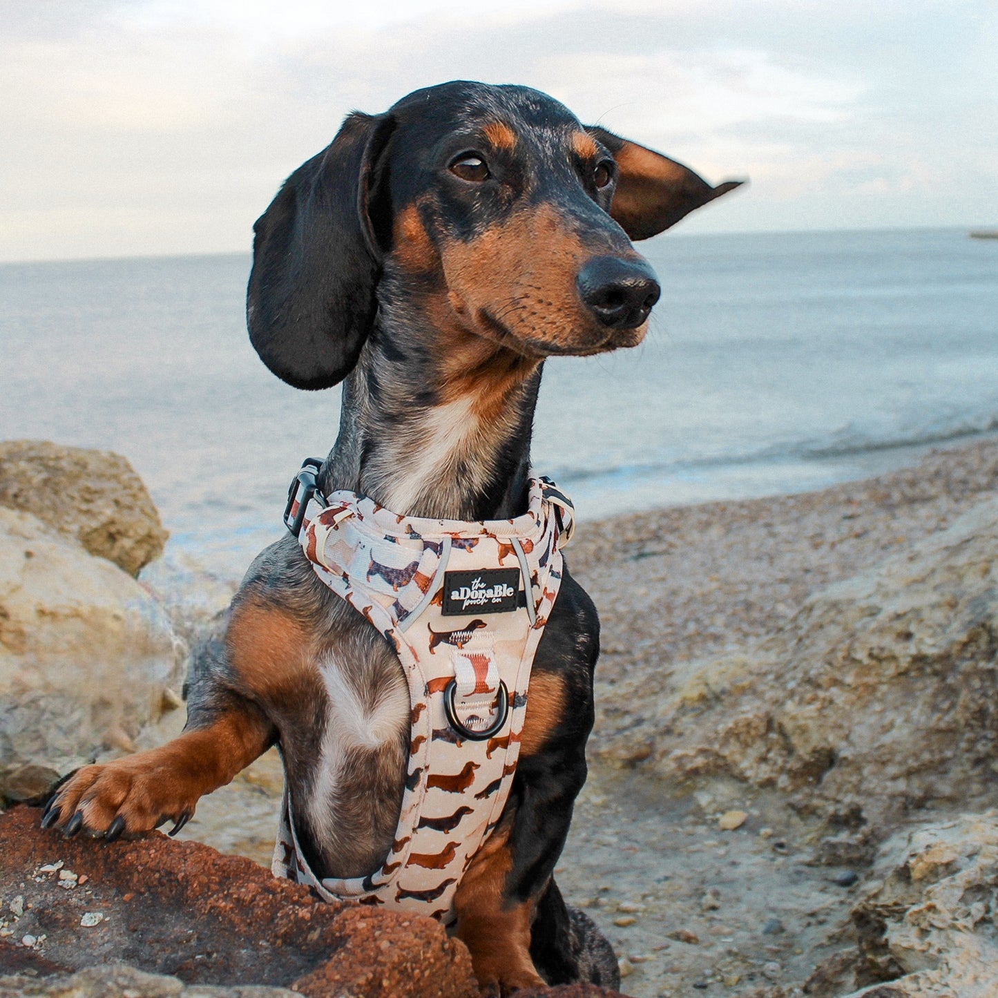 Hike & Go Lite™ Harness - Daxie Dream