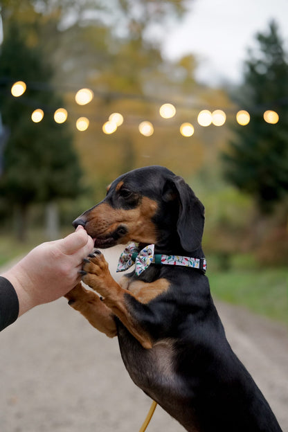 Bow Tie - Festive Lights