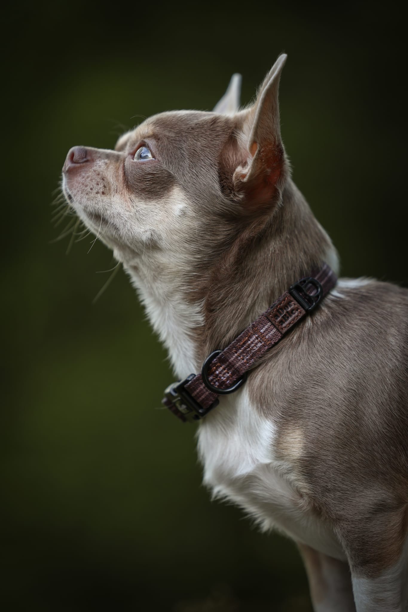 Heritage Collar - Truffle Brown