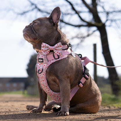 Dog Dickie Bow Tie - Blushing Blossoms