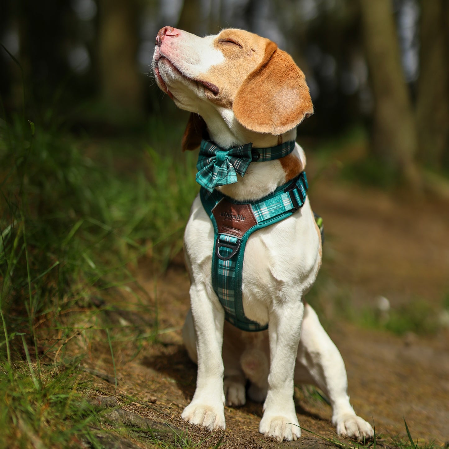 Heritage Collar - Pheasant Green