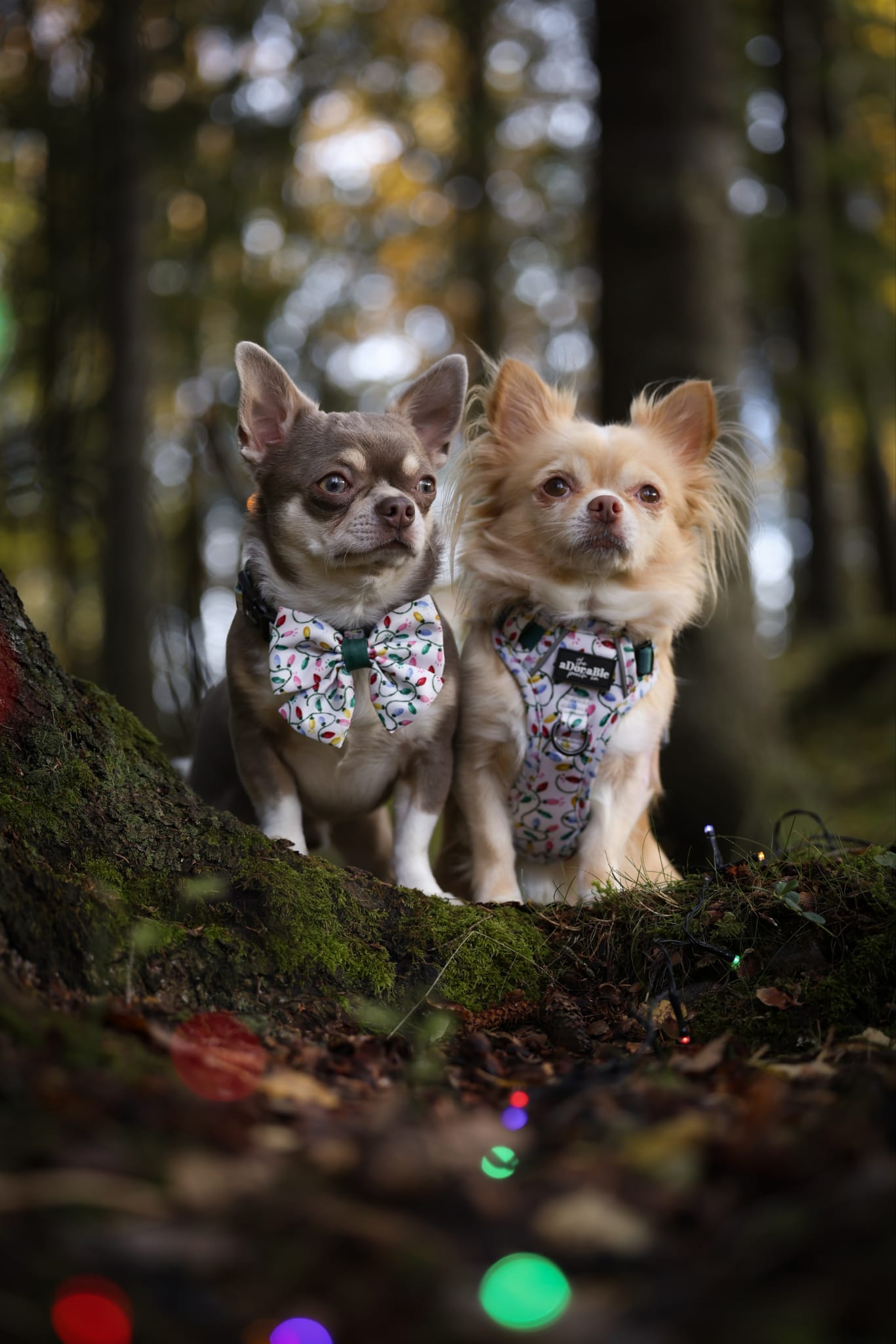 Sailor Bow Tie - Festive Lights