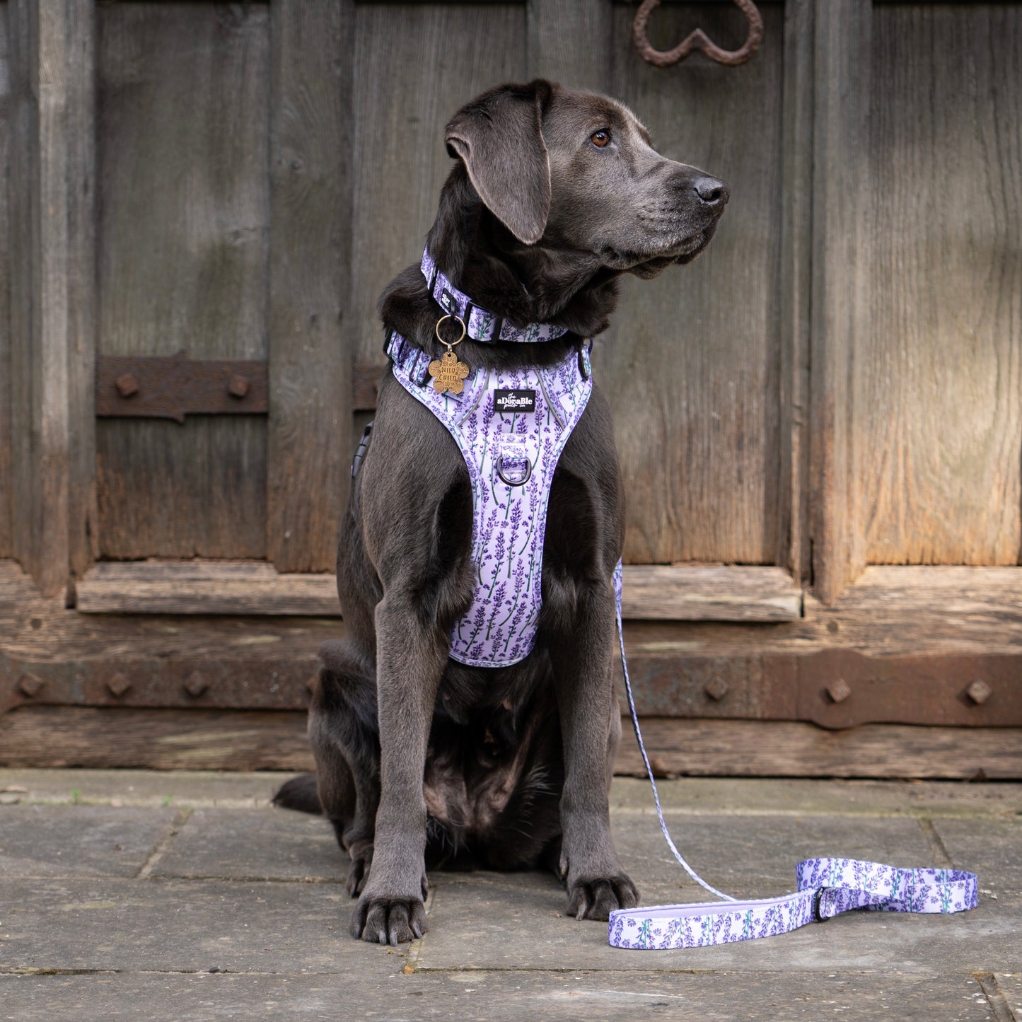 Hike & Go Lite™ Harness - Lavender Haze