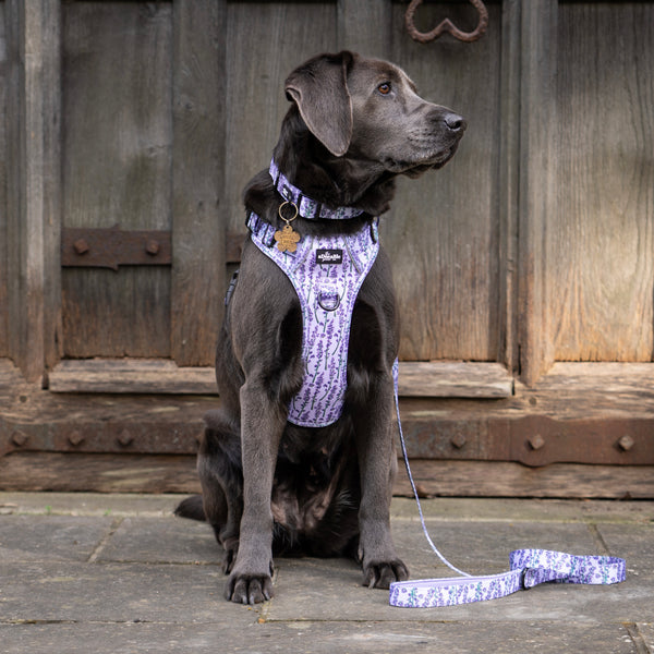 Hike & Go Lite™ Harness - Lavender Haze