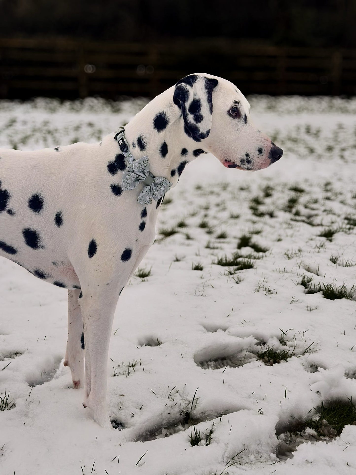 Dog Sailor Bow Tie - Silent Snowdrops