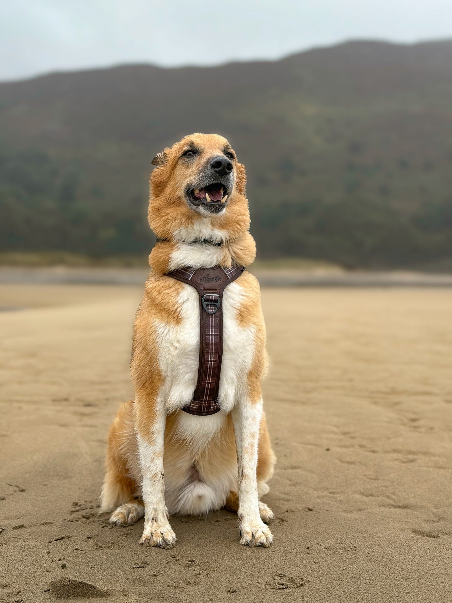 Streamline Pro™ Dog Harness - Heritage Collection - Truffle Brown