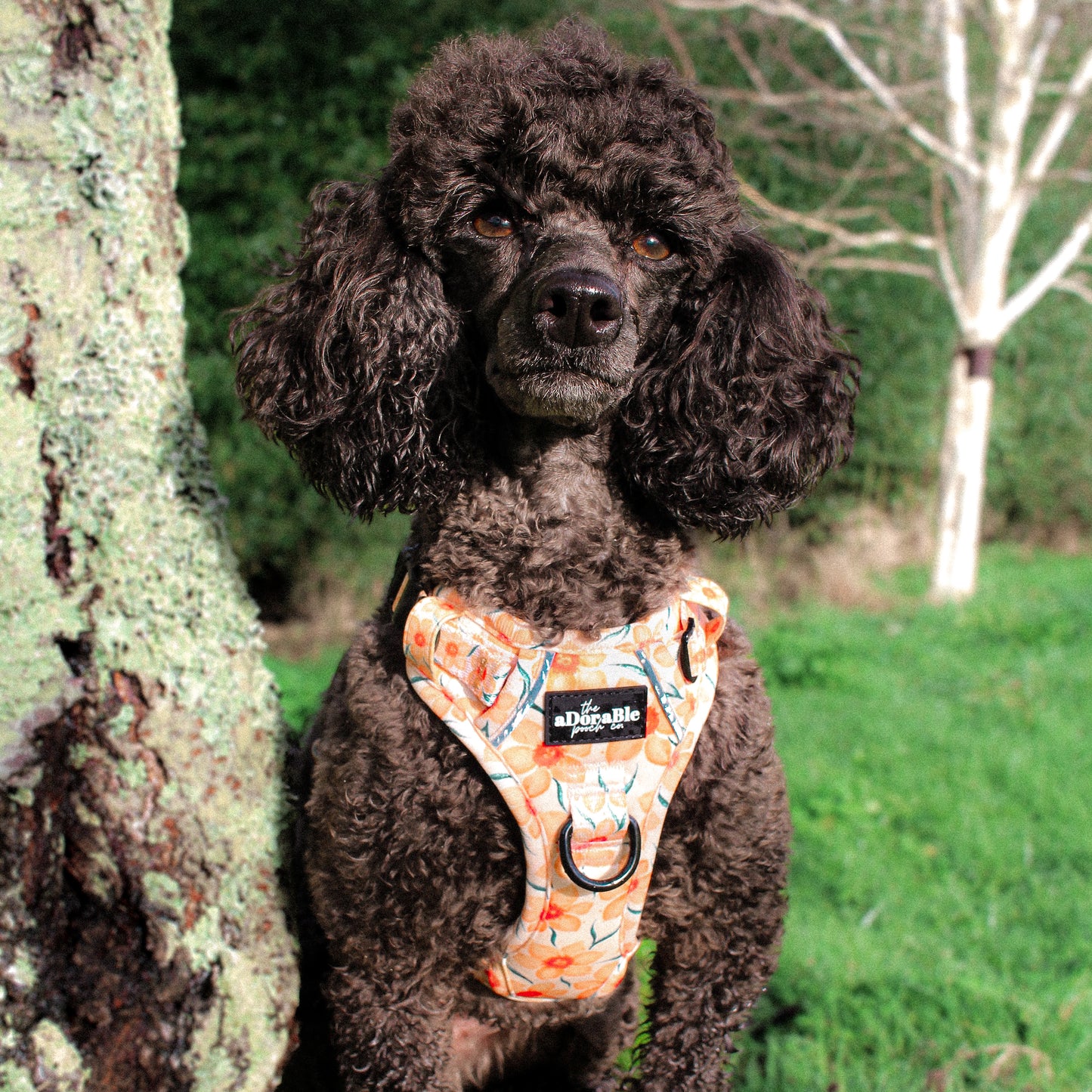 Hike & Go Lite™ Harness - Delicate Daffodils