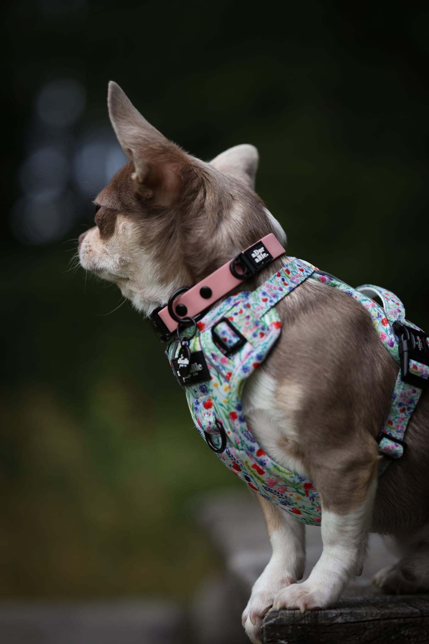 HydroFlex Lite™ Dog Collar - Marshmallow Pink