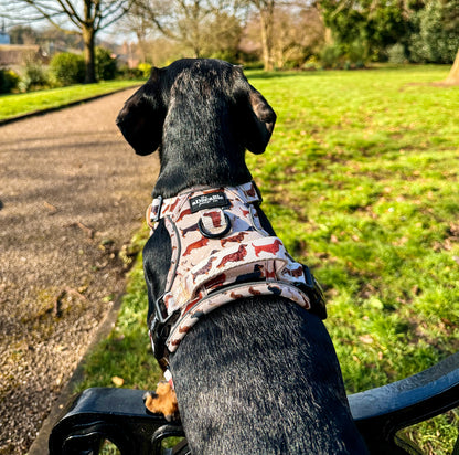 Hike & Go Lite™ Harness - Daxie Dream