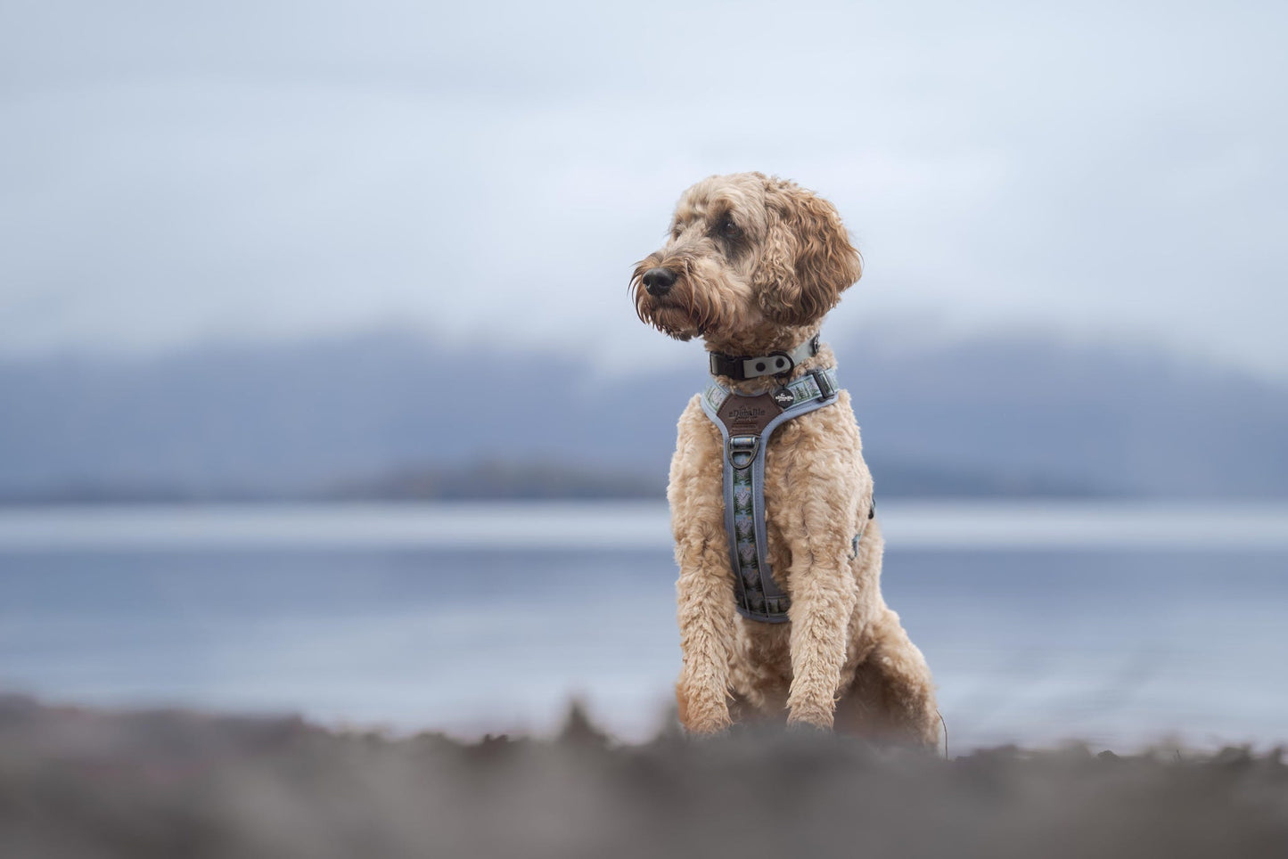 Streamline Pro™ Dog Harness - Daydream Heights