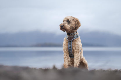 Streamline Pro™ Dog Harness - Daydream Heights