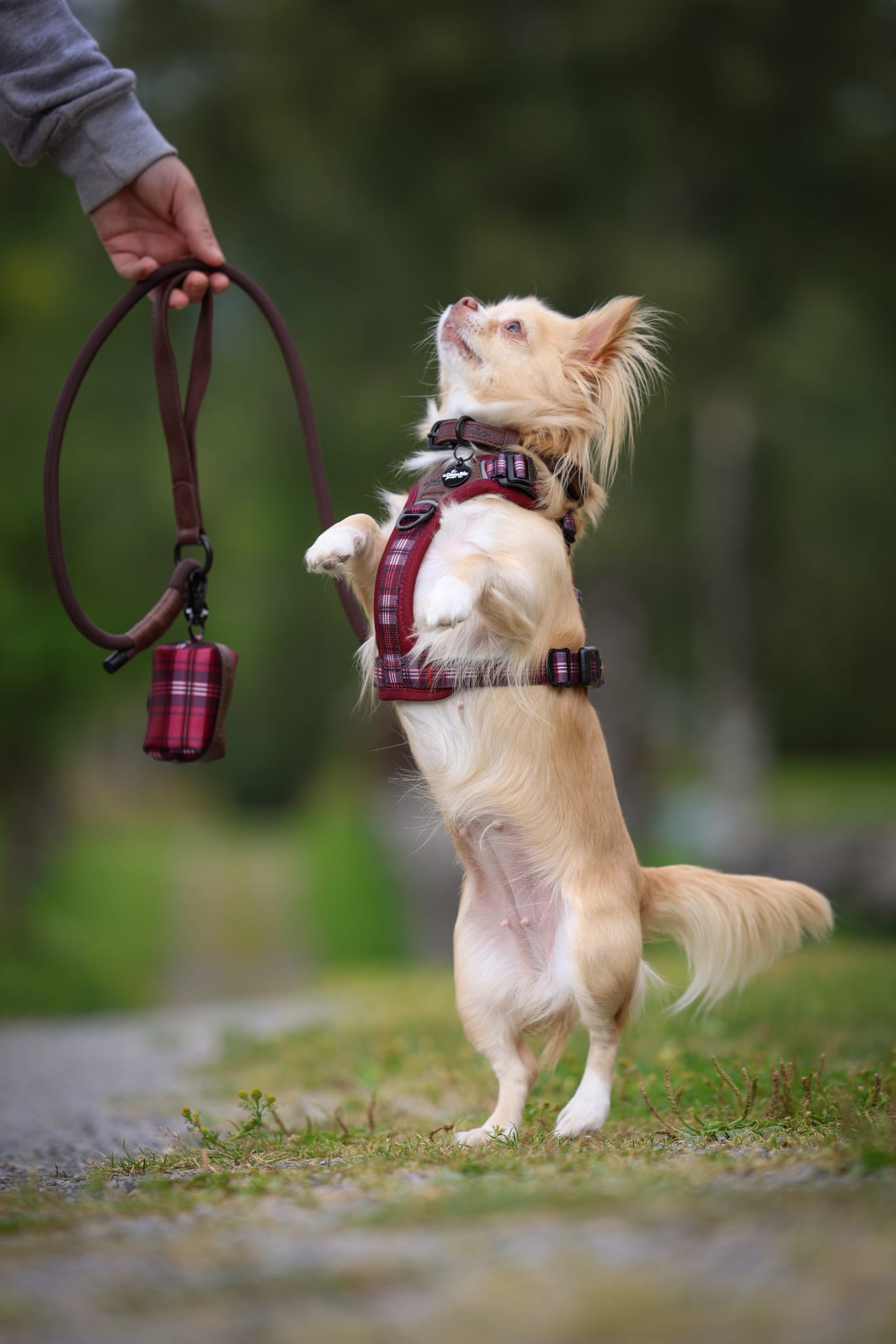 Heritage Poop Bag Holder - Merlot Manor