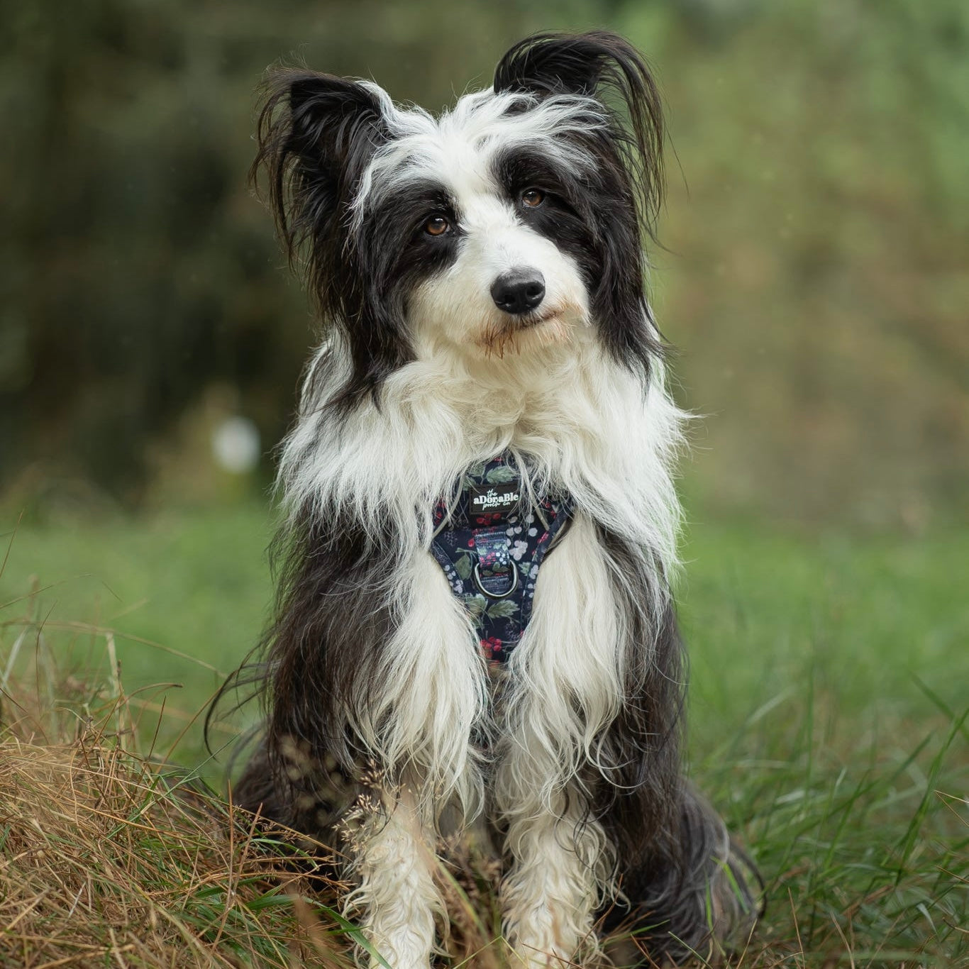 Hike & Go Lite™ Harness - Bramble Berry