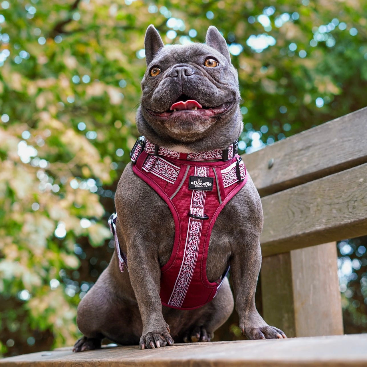 Hike & Go™ Harness - Cherrywood Ivy