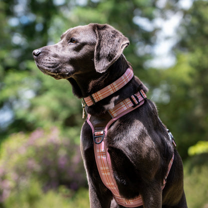 Heritage Collar - Strawberry Cottage