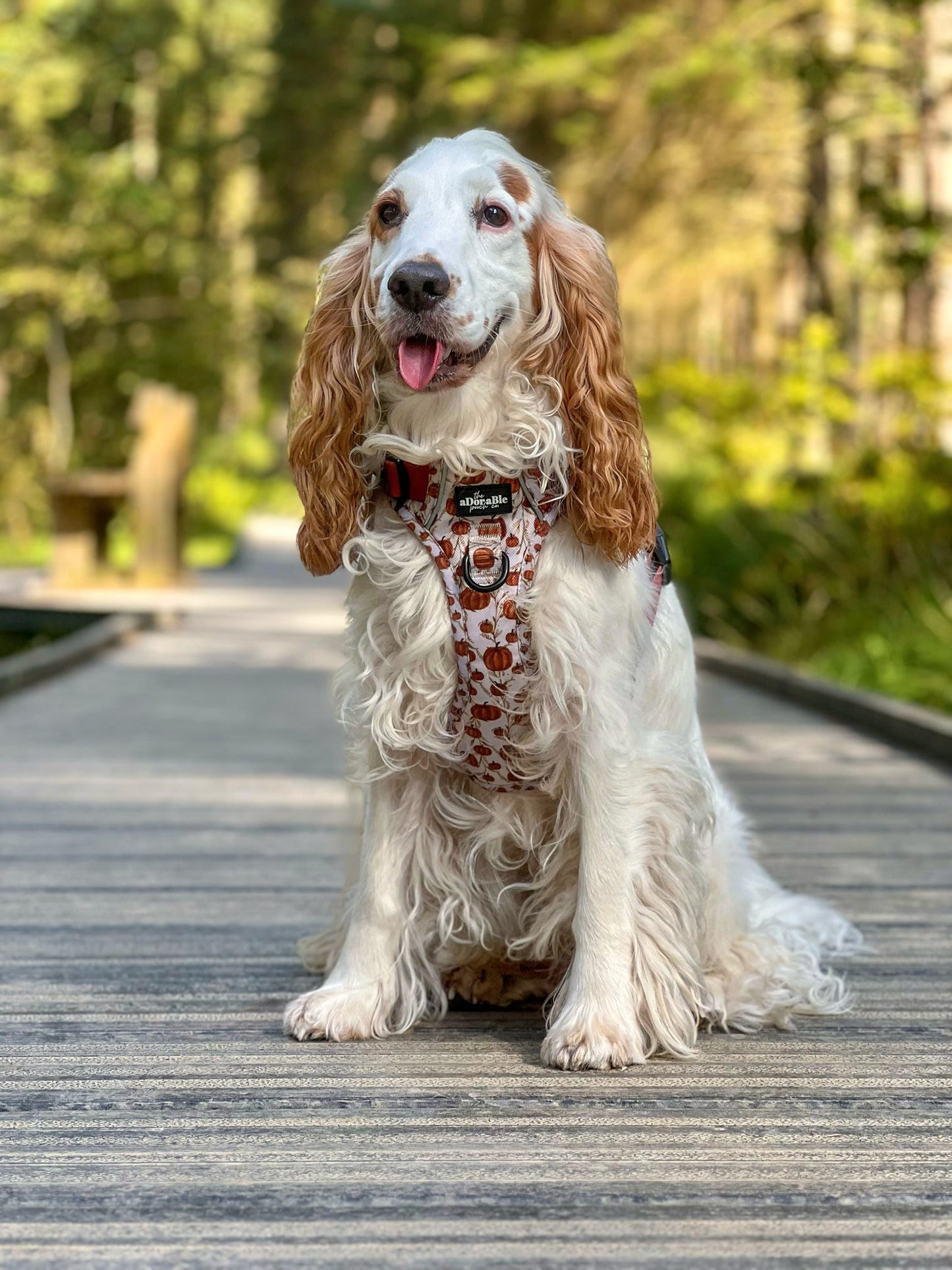 Hike & Go™ Harness - Pumpkin Farm