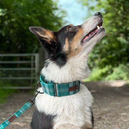 Heritage Martingale Collar - Pheasant Green