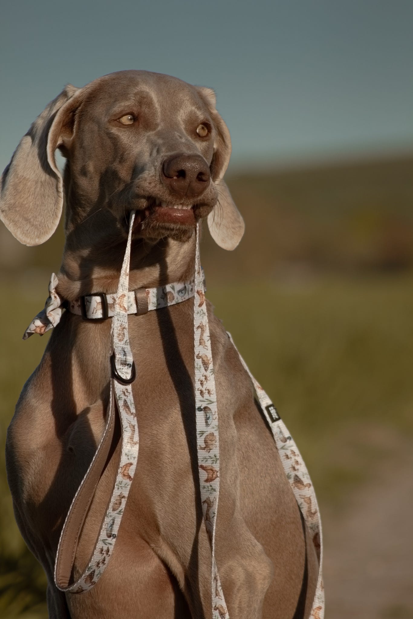 Fabric Dog Lead - Cotswold Cottage