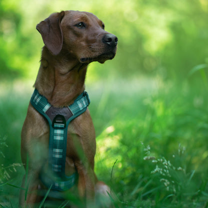 Streamline Pro™ Dog Harness - Heritage Collection - Pheasant Green