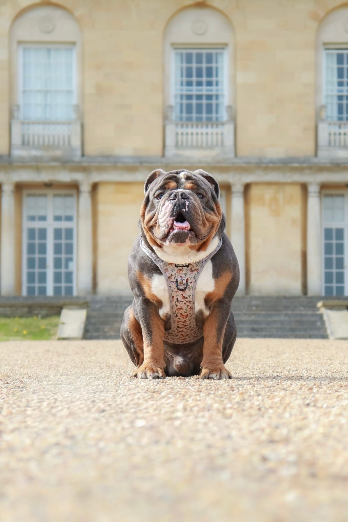 Hike & Go Lite™ Harness - Cotswold Cottage