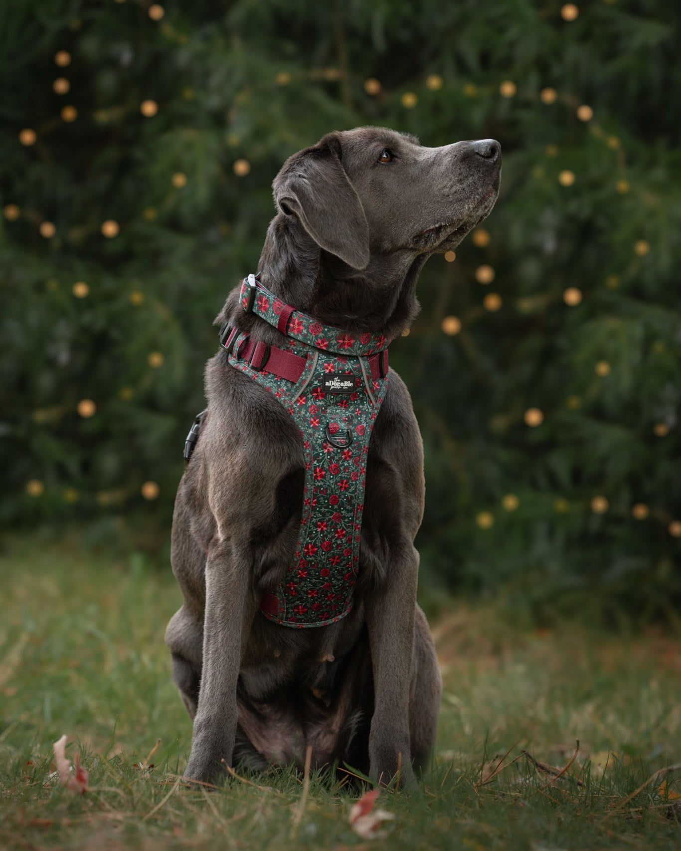 Collar - Holly & Ivy